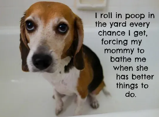 20 images drôles de honte envers les chiens en public' title=