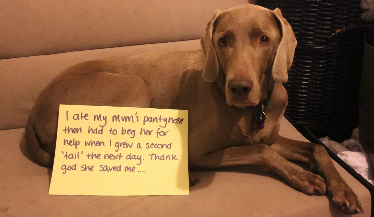 20 images drôles de honte envers les chiens en public' title=