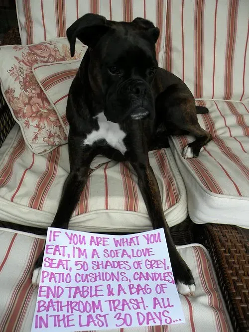 20 images drôles de honte envers les chiens en public' title=