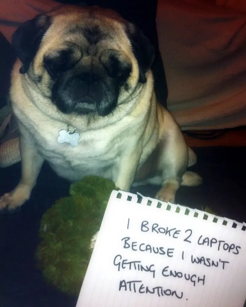 20 images drôles de honte envers les chiens en public' title=