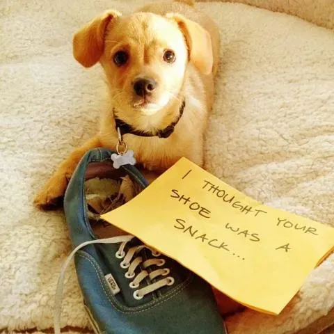 20 images drôles de honte envers les chiens en public' title=