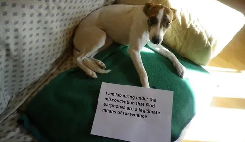 20 images drôles de honte envers les chiens en public' title=