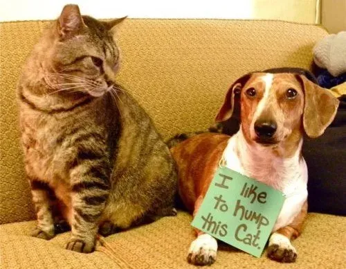 20 images drôles de honte envers les chiens en public' title=