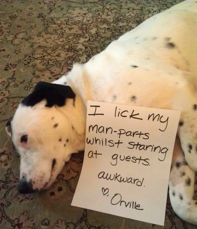 20 images drôles de honte envers les chiens en public' title=