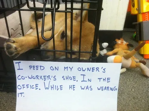 20 images drôles de honte envers les chiens en public' title=