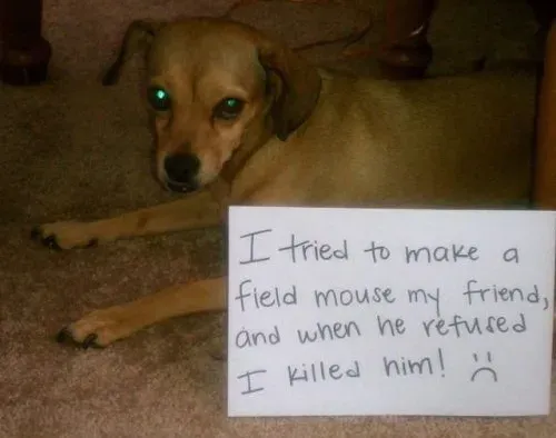 20 images drôles de honte envers les chiens en public' title=