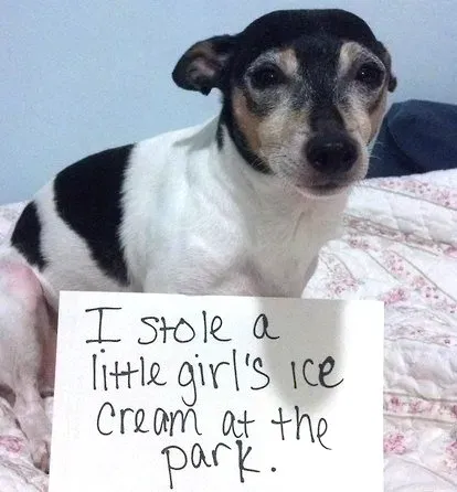 20 images drôles de honte envers les chiens en public' title=