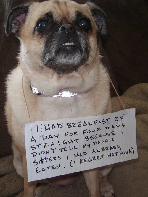 20 images drôles de honte envers les chiens en public' title=