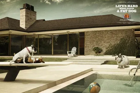 Os melhores anúncios impressos para cães e gatos