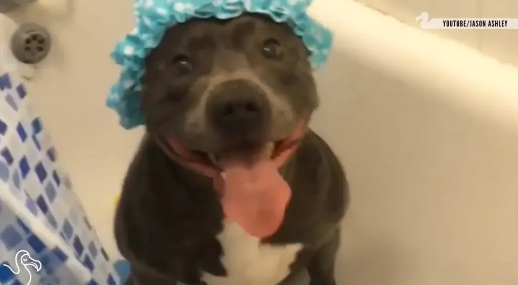 Pit Bull se tušira
