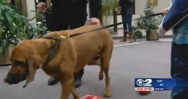 Собака спасла мальчика, упавшего в колодец