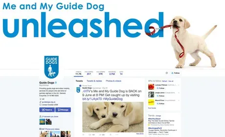 Følg dette: 10 bedste Doggie Twitter-konti