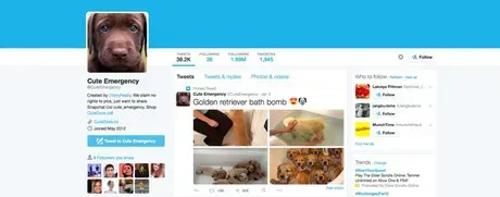 Følg dette: 10 bedste Doggie Twitter-konti