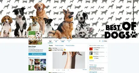 Følg dette: 10 bedste Doggie Twitter-konti