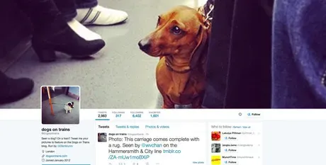 Følg dette: 10 bedste Doggie Twitter-konti
