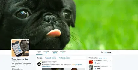 Følg dette: 10 bedste Doggie Twitter-konti