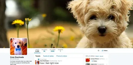 Følg dette: 10 bedste Doggie Twitter-konti