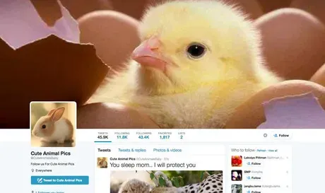 Følg dette: 10 bedste Doggie Twitter-konti