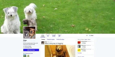 Følg dette: 10 bedste Doggie Twitter-konti