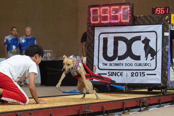 Cosa pesa un cane? È proibito o illegale?