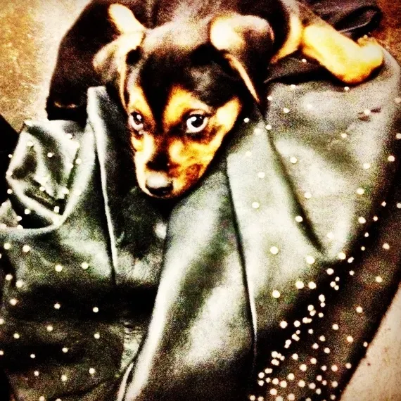 Miley Cyrus est heureuse d'avoir un nouveau chiot' title=