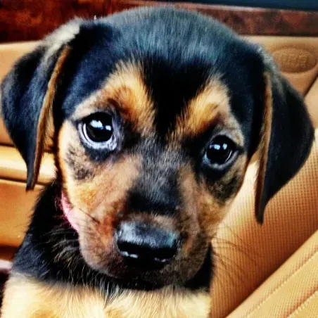 Miley Cyrus est heureuse d'avoir un nouveau chiot' title=