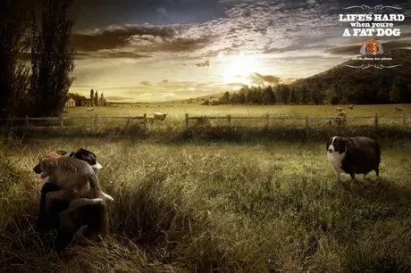 Альтернативные лучшие печатные объявления с собаками и кошками