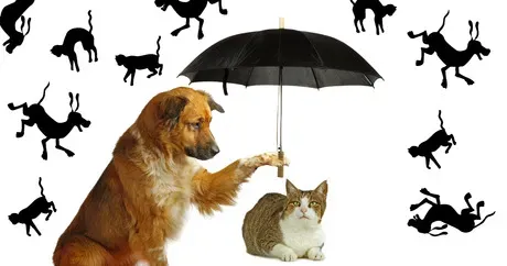 Originile fascinante ale 6 expresii de zi cu zi despre câini