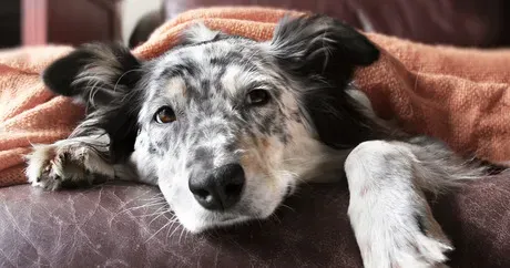 Originile fascinante ale 6 expresii de zi cu zi despre câini