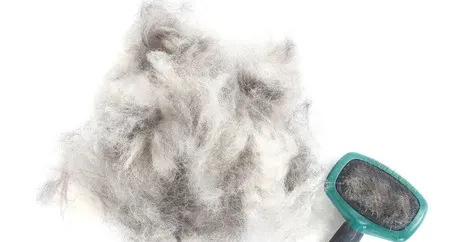 Originile fascinante ale 6 expresii de zi cu zi despre câini