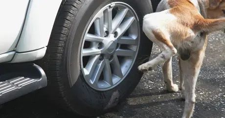 Originile fascinante ale 6 expresii de zi cu zi despre câini