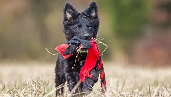 Workin mudi puppy in autumn