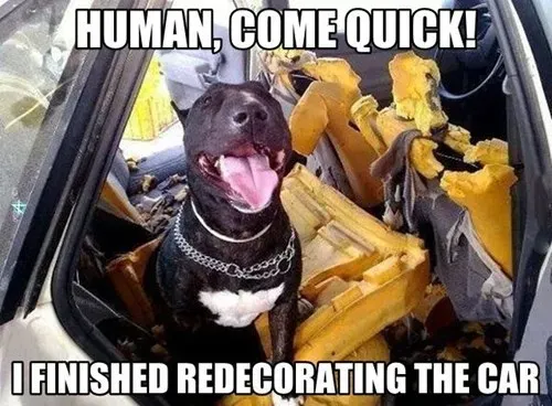 Memy o psach, część 5: Dobre, smutne i zabawne' title=