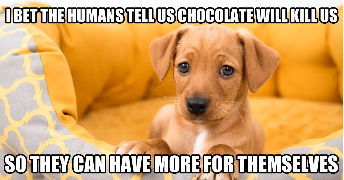 Memy o psach, część 5: Dobre, smutne i zabawne' title=