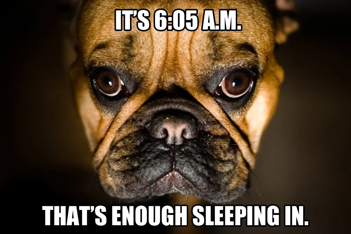 Memy o psach, część 5: Dobre, smutne i zabawne' title=