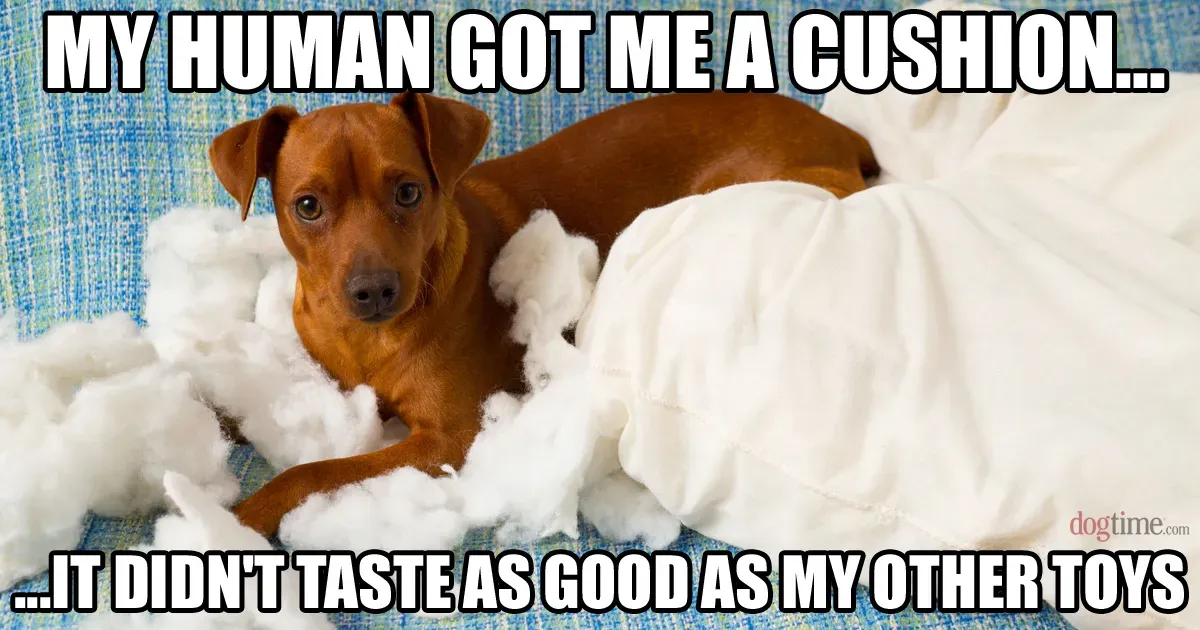 Memy o psach, część 5: Dobre, smutne i zabawne' title=