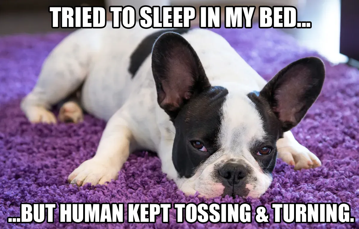 Memy o psach, część 5: Dobre, smutne i zabawne' title=