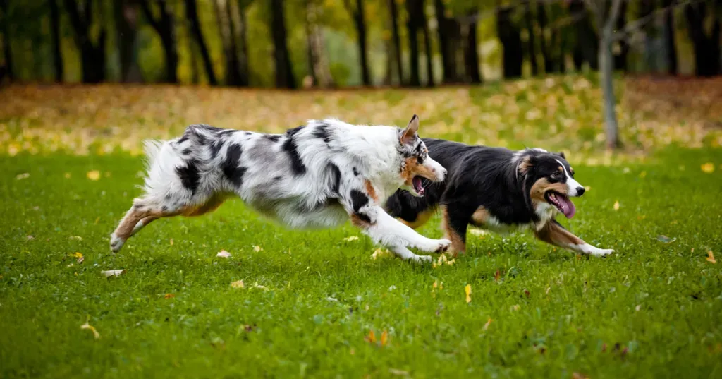 Этикет в парке для собак: 10 простых советов