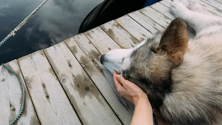 Mâna omului Câine Animale Animale Oameni' title=