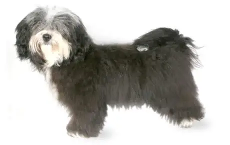 havanese