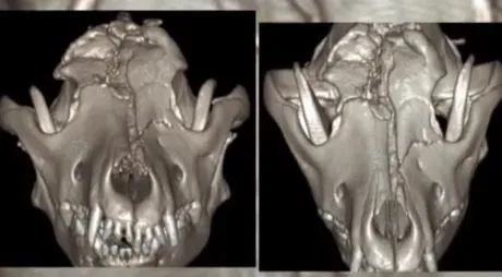 Theia: Perro zombi le va bien después de ser enterrado vivo