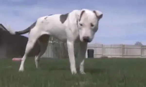 Theia: Perro zombi le va bien después de ser enterrado vivo