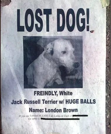 10 morsomme manglende kjæledyrskilt' title=