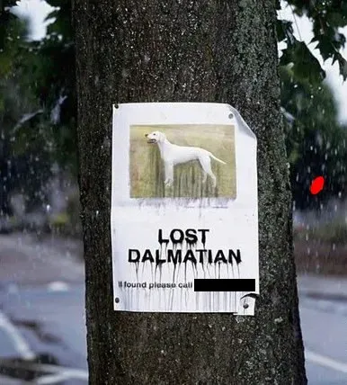 10 morsomme manglende kjæledyrskilt' title=