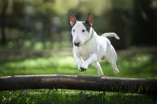 A Bull Terrier dog jumps over a small tree limb lying on the bright green grass.