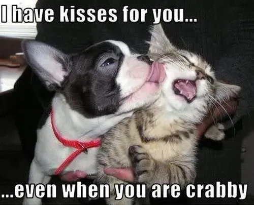 25 roliga hundmemes' title=