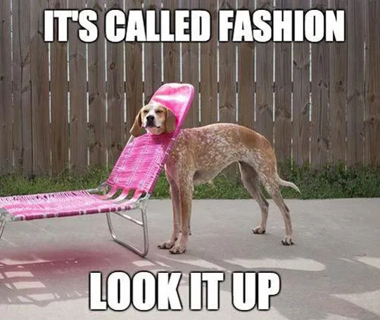 25 roliga hundmemes' title=