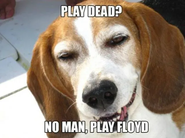 25 roliga hundmemes' title=