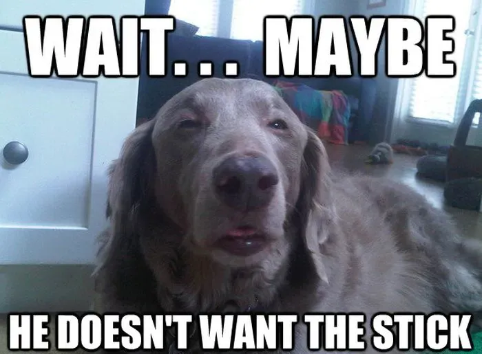 25 roliga hundmemes' title=