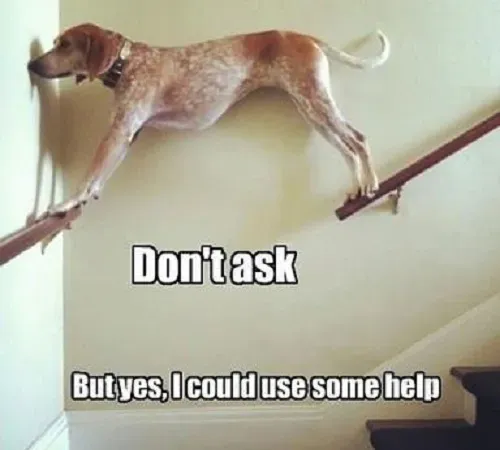 25 roliga hundmemes' title=